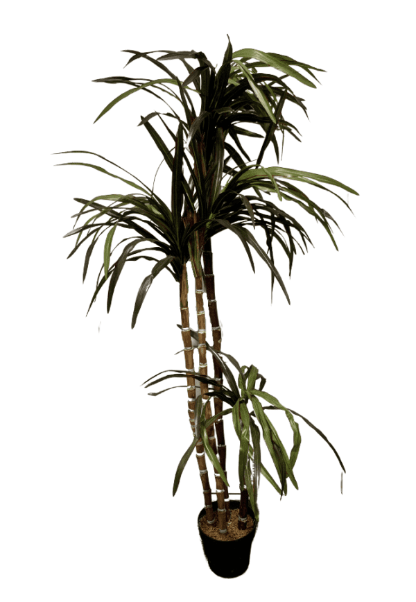 Plant 22 - Four Stemmed Yucana