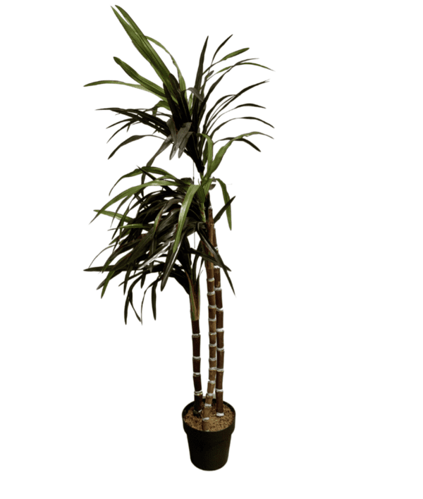 Plant 20 - Three Stemmed Yucana