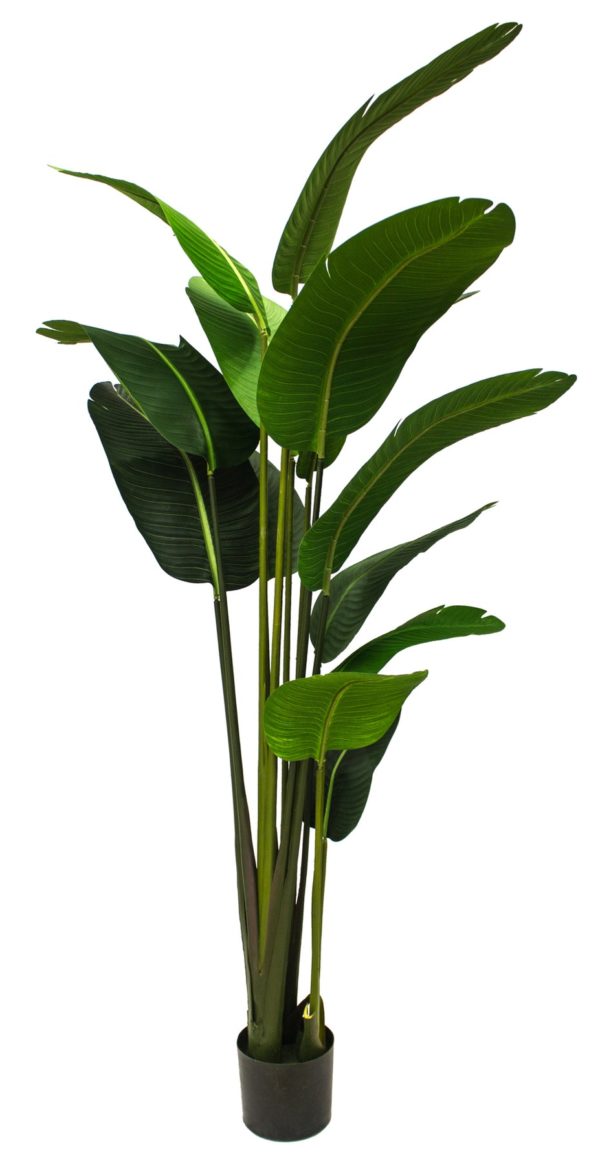 Plant 09 - Banana Leaf