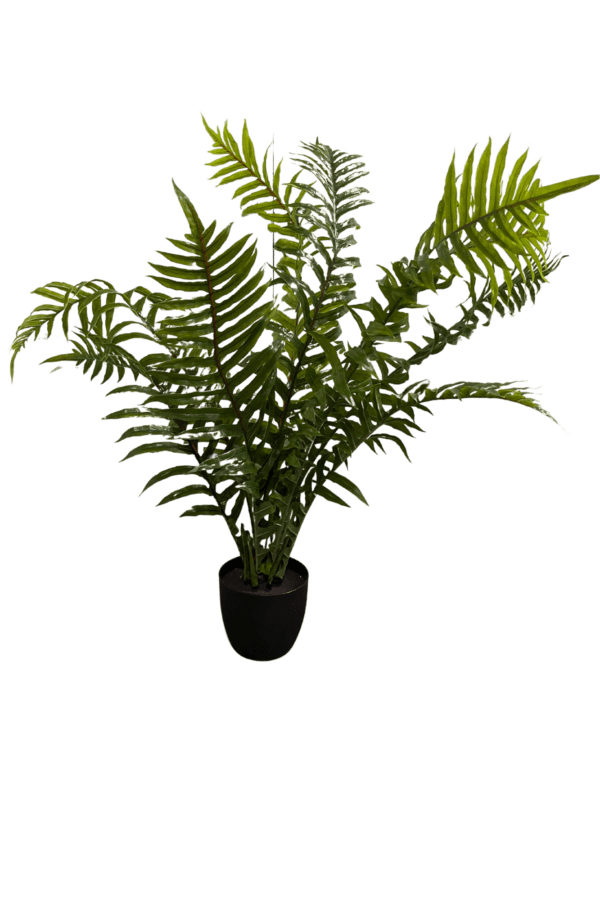 Plant 28 - Large Leaf Palm