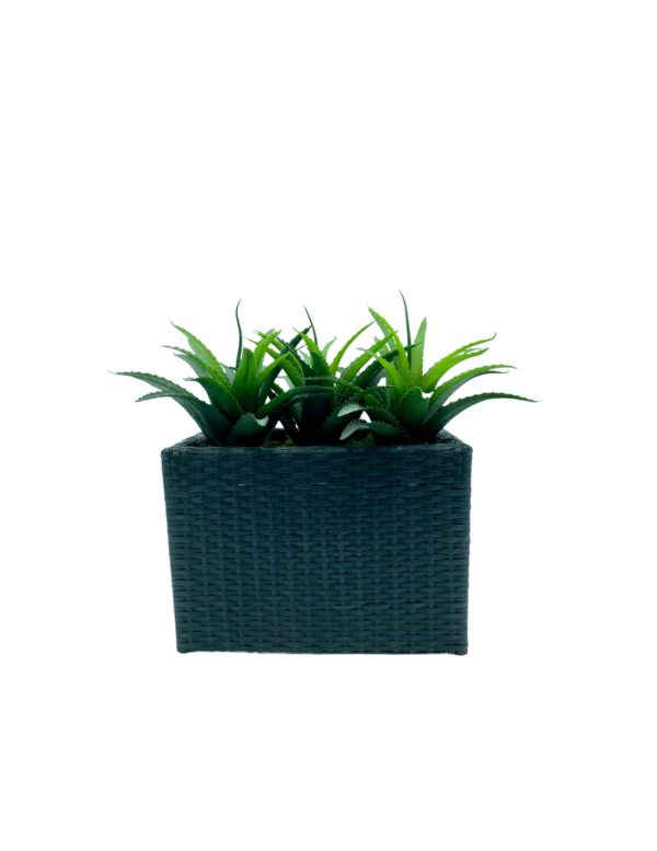 Arrangement 105 -  Cactus in a Black Wicker Planter